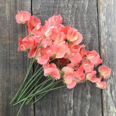 Sweet Pea Gardens - 10 Coral Sweet Peas, Lathyrus Odoratus, Growing Sweet Peas, Long Vases, Sweet Pea Seeds, Flower Farming, Long Vase, Salmon Pink Color, Sweet Pea Flowers