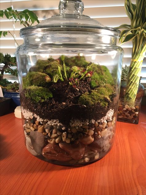 Venus flytrap terrarium Venus Flytrap Aesthetic, Diy Venus Fly Trap, Venus Flytrap Terrarium, Fly Trap Terrarium, Venus Fly Trap Terrarium, Carnivorous Plants Terrarium, Terrarium Inspiration, Mason Jar Terrarium, Diy Succulent Terrarium