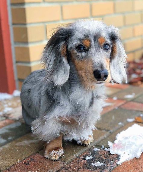 All Dachshund Colors and Patterns Explained With Pictures Long Haired Dachshund Colors, Brindle Mini Dachshund, Daushound Dogs, Blue Dapple Dachshund, Dachshund Piebald, Mini Dapple Dachshund, Miniature Dachshund Breeders, Mini Dachshund Long Haired, Mini Long Haired Dachshund