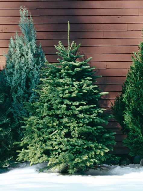 Nordmann Fir: As the preferred Christmas tree in Europe, this evergreen is becoming increasingly popular in the United States. It's grown primarily in the Pacific Northwest and is prized for its fat pyramid shape and lush, dark-green foliage. #marthastewart #christmas #christmastree #holidaydecor Nordmann Fir Christmas Tree, White Pine Christmas Tree, Christmas Tree Varieties, Douglas Fir Christmas Tree, Fraser Fir Christmas Tree, National Christmas Tree, Types Of Christmas Trees, Christmas Tree Images, Spruce Christmas Tree