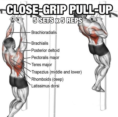 Workout Anatomy, Calisthenics Workouts, Pull Up Workout, Fitness Education, Bodyweight Workout Routine, Baseball Workouts, Good Back Workouts, Bodybuilding Program, Fitness Routines