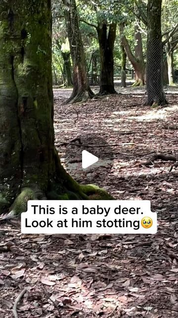 Wildlife Rescuers on Instagram: "Stotting is a behavior often seen in baby deer, also known as fawns, where they leap into the air with all four legs stiff and their backs arched. This energetic display is typically a response to danger, such as a predator nearby. Stotting serves as a signal to the predator that the fawn is alert, healthy, and not an easy target. It can also be a way for the fawn to quickly escape by showing off its agility.  Video by @deardeer325 Feel free to explore the gallery of this page, where you can express your support, admiration, and indulge in more amazing wildlife photography.  #wildlife #wildanimals #animals #animallovers #cuteanimals #deer #deerlover #babydeer #cutebabydeer #babydeerjump #fawn #deerstotting" Photography Wildlife, The Predator, Do Baby, Baby Deer, Four Legged, Wildlife Photography, The Gallery, Animals Wild, Deer