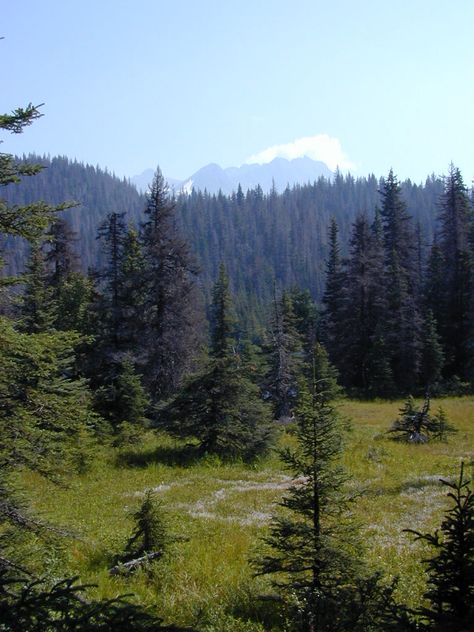 Taiga Aesthetic Nature, Taiga Biome Aesthetic, American Forest Aesthetic, Boreal Forest Aesthetic, North American Forest, Tiaga Biome, Taiga Biome, Taiga Forest, Temperate Forest