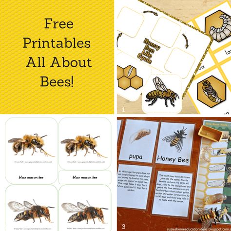 Learning About Bees - Trillium Montessori Learning About Bees Preschool, Bee Montessori Activities, Bee Science Fair Projects, Bee Inquiry Kindergarten, Bees Kindergarten Activities, Bee Lessons For Kids, Bee Unit Preschool, Bee Learning Activities For Kids, Bee Lessons For Preschoolers