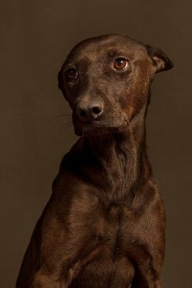 Powerful Portraits, 19th Century Style, Animal Stories, Photo Series, The Hope, Shelter Dogs, Animal Rights, Photography Portfolio, Dog Portraits