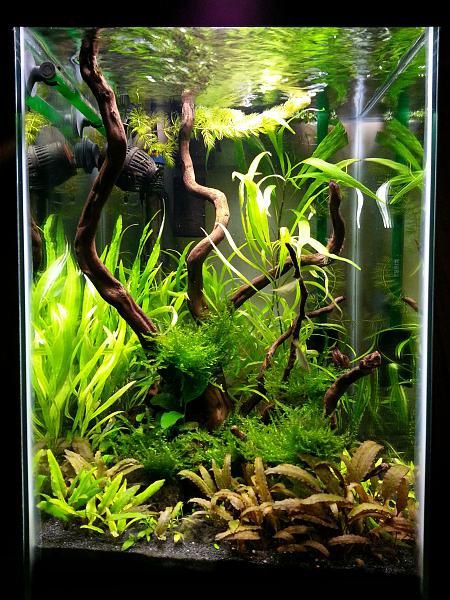 15g column low tech, this would work in caitlins Column Fish Tank Ideas, Plant Aquarium Ideas, Vertical Fish Tank, Vertical Aquarium, Live Plant Aquarium, Aquarium Home Decor, Aquarium Home, Plant Aquarium, Fish Aquarium Decorations