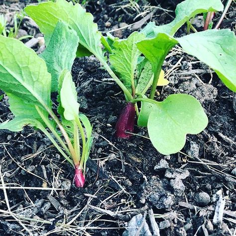 My first 2 rows of radishes are popping up and should be ready to harvest in the next week or two. I planted 2 more rows yesterday. I use succession planting for radishes, carrots, and greens to give us a continuous harvest throughout the growing season. . . . . #backyardhomestead #homegrownfood #organicgardening #vegetablegarden #growyourfood #heirloomseeds #heirloomradishes #homestead #urbanhomestead #homesteadlife #homesteadersofinstagram Homegrown Food, Radish Recipes, Succession Planting, Urban Homesteading, Heirloom Seeds, Radishes, Seed Starting, Organic Gardening, Next Week