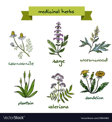 Botanical Vector, Plants Drawing, Power Of Nature, Plant Drawing, Hand Drawn Vector, Plant Illustration, Medicinal Herbs, Medicinal Plants, Health Issues