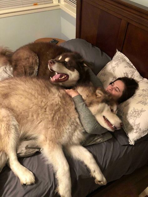 Dog Cuddles, Animal Shaming, Huge Dogs, Giant Dogs, Lap Dogs, Alaskan Malamute, How Big Is Baby, Big Dogs, Large Dogs