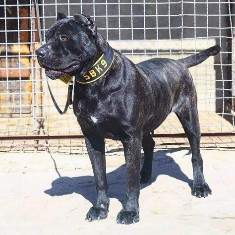 Bandog Dogs, Cane Corsos, Mastiff Mix, Presa Canario, Pretty Dogs, Dog Gear, Mixed Breed, Working Dogs, Dog Breed