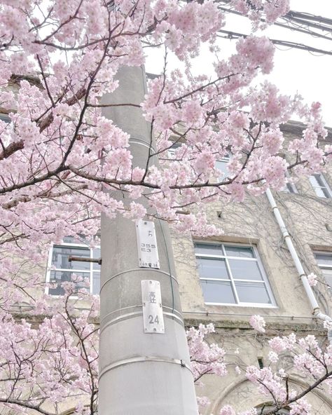 Pink Core, Pink Nature, Soft Pink Theme, Snoopy Pictures, Sakura Tree, Pretty Landscapes, Japan Aesthetic, Aesthetic Japan, Pink Themes