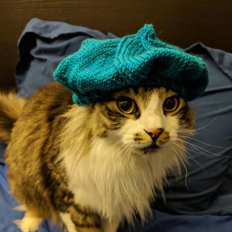 Oh Nothing, Just a Cat in a Knitted Beret ... #knitting #cats #cat #caturday via Natalia aka @Kotnats Crochet Cosplay, Cat Knitting Pattern, Hats For Cats, Knitted Beret, Crocheted Lace, Diy Cat, Beautiful Cat, All About Cats, Cat Pin