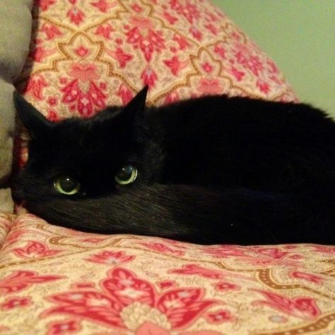 15 Photos Of Black Cats Who Are Actually Toothless The Dragon ~ Just look at this furrocious drago who is using his tail to disguise himself. | A Black Cat, Toothless, Cute Animal Pictures, How Train Your Dragon, How To Train Your Dragon, Diy Dog Stuff, Cocker Spaniel, Crazy Cat Lady, 귀여운 동물