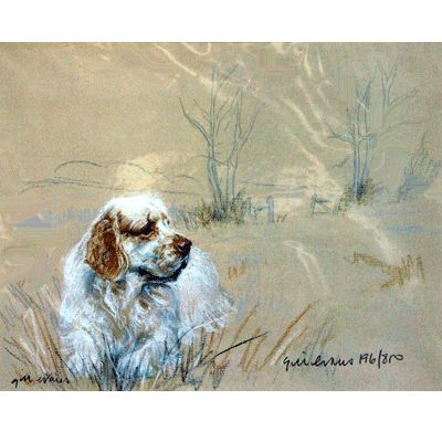 Corinium Fine Art Dog Prints - Clumber Spaniel Clumber Spaniel, Dog Prints, Air Hostess, Wire Haired Dachshund, English Springer, English Springer Spaniel, Springer Spaniel, Portrait Artist, Dog Print