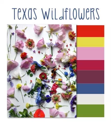 Wildflower Picking, Wildflower Color Palette, Wildflower Wedding Theme, Texas Wildflowers, Texas Hill Country Wedding, Never Getting Married, Hill Country Wedding, Wedding Elements, Ruby Wedding