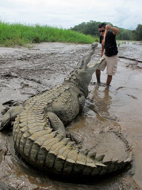 jose's crocodile river tour, costa rica Giant Alligator, Saltwater Crocodile, Cute Reptiles, Crocodiles, Reptiles And Amphibians, Wild Life, Animals Of The World, Amphibians, Nature Pictures