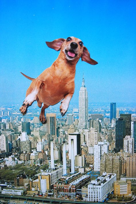 Woooo, John Turck Collage Funny Collage Art, Funny Collage, Dog Collage, Animal Collage, Surreal Collage, Collage Art Mixed Media, Collage Illustration, Collage Design, Trippy Art