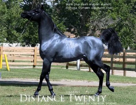 Rare colored horses! POST AWAY!! - Page 368 Blue Roan Horse, Rare Horse Breeds, Unusual Horse, Rare Horses, Pinto Horse, Beautiful Arabian Horses, Blue Roan, Dream Horse, Most Beautiful Horses