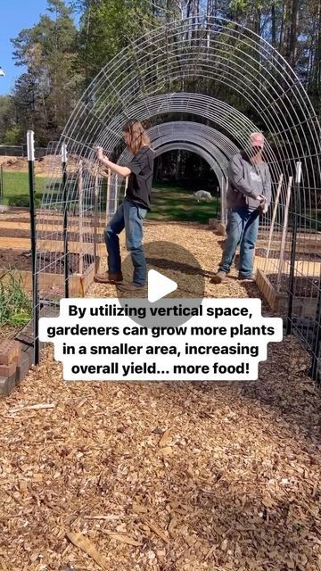 Amber Benge 🌻 Grace Walk Farm on Instagram: "Sign up for Garden School this week for half off! You’ll learn how to grow food for your family step-by-step from healthy soil to big harvests. Comment GROW FOOD for a link! 

Here’s why I love vertical gardening…

Space Efficiency: Vertical gardening maximizes space, making it ideal for small yards or balconies where horizontal space is limited.

Improved Yield: By using vertical space, gardeners can grow more plants in a smaller area, increasing overall yield and productivity.

It’s Beautiful! Vertical gardens can be visually appealing, creating a unique and attractive landscape that adds beauty to outdoor spaces.

Reduced Pest Issues: Elevating plants can help minimize contact with soil-borne pests, reducing the risk of infestations and maki Wind Garden, Garden School, Vertical Vegetable Gardens, Cattle Panels, Urban Homestead, Healthy Soil, Space Efficiency, Small Yards, Living Fence