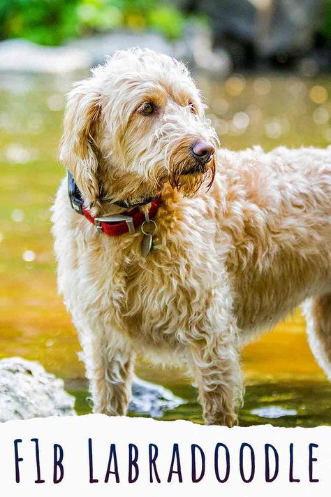 F1b Labradoodle - What Is It And Should You Get One? Flat Coat Labradoodle, Labradoodle Cuts, Labradoodle Mini, F1 Labradoodle, F1b Labradoodle, Golden Labradoodle, Mini Labradoodle Puppy, Doodle Breeds, Pedigree Dog