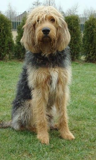 The o'jays, Otterhound and Animals on Pinterest Otter Hound, Otterhound Dog, British Dog Breeds, Unusual Dog Breeds, British Dog, Dog Wallpapers, 115 Pounds, Rare Dog Breeds, Animals Dogs