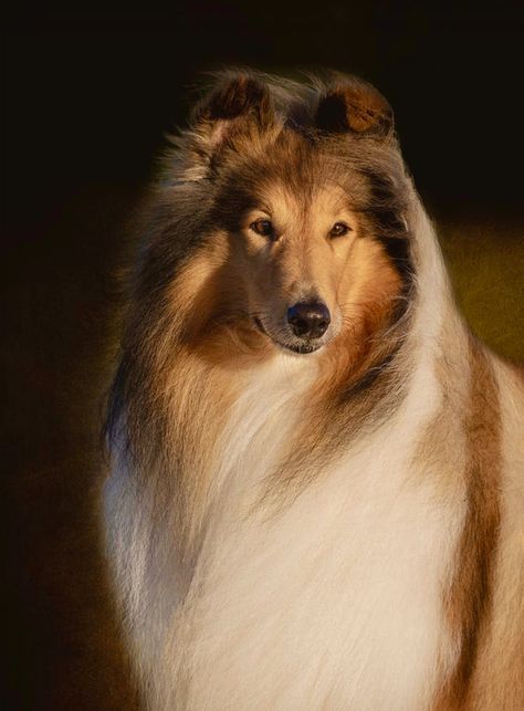 Beautiful sable and white rough collie portrait. (by Diana Andersen) Disabled Dog, Sheltie Dogs, Animal Magnetism, Collie Puppies, Rough Collie, Different Dogs, Majestic Animals, Collie Dog, Shetland Sheepdog