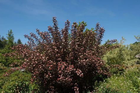 Diabolo Ninebark | Plant by Number Ninebark Shrub Landscaping, Ninebark Shrub, Physocarpus Opulifolius, Plants For Landscaping, Full Sun Shrubs, Flower Bed Designs, Thriving Garden, Summer Wines, Cape Breton