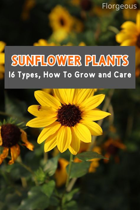 Sunflower Plants Plants Types, Types Of Sunflowers, Planting Sunflowers, Flowering Plants, Ornamental Plants, Organic Fertilizer, Sunflower Seeds, Types Of Flowers, Mulch