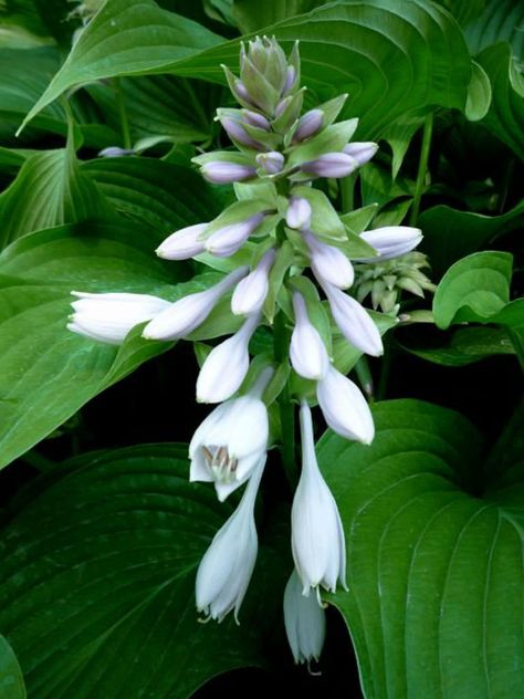 Hosta sieboldiana var. montana (Plantain Lily)  #hosta #plantopedia #FloweringPlant #flowers #FloweringPlants #flower #blooming #FlowerGarden Hosta Plantaginea, Hosta Sieboldiana, Water Rabbit, Lily Plant, Plantain Lily, Plant Names, Flower Blooming, Lily Plants, Fantasy Worlds