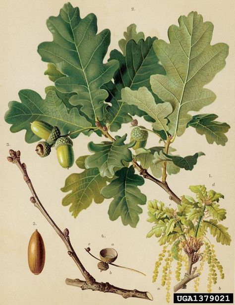 Fabulous botanical image of an Oak tree Oak Tree Illustration, Oak Tree Drawings, Botanisches Tattoo, Botanisk Illustration, Illustration Botanique, Art Print Display, Oak Leaves, Tree Illustration, Scientific Illustration