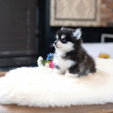 Teacup Pomsky, Tea Cup Puppies, Teacup Puppy Breeds, Pocket Puppies, Teacup Animals, Micro Teacup Puppies, Teacup Puppy, Tiny Puppy, Teacup Dogs