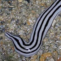 Ribbon worms are mostly marine and live in shallow, temperate water. They are Phylum Nemertea and they feed on worms and crustaceans. Ribbon Worm, River Monsters, Crustaceans, Fact Sheet, Zoology, Digestive System, Flora And Fauna, Marine Life, Sea Life