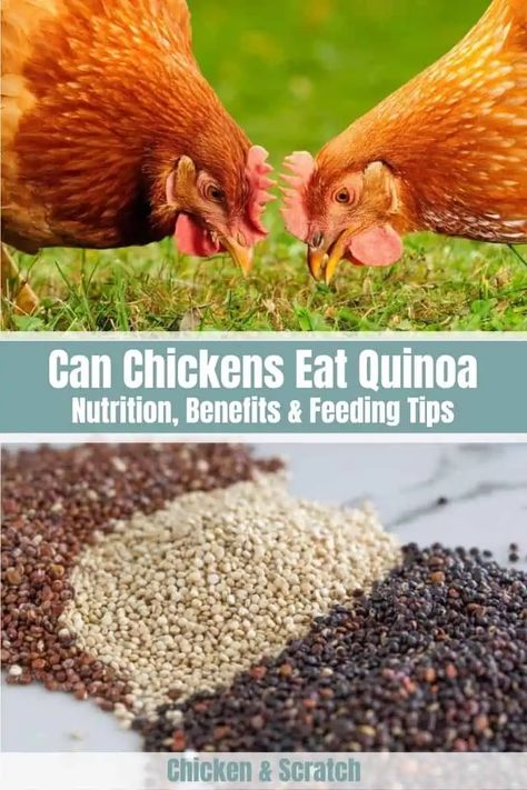 Sprouting Chia Seeds, Growing Quinoa, Growing Chia Seeds, Sprouting Quinoa, Chicken Pecking, Quinoa Cake, Seeds Benefits, Chicken Coup, Chia Pet