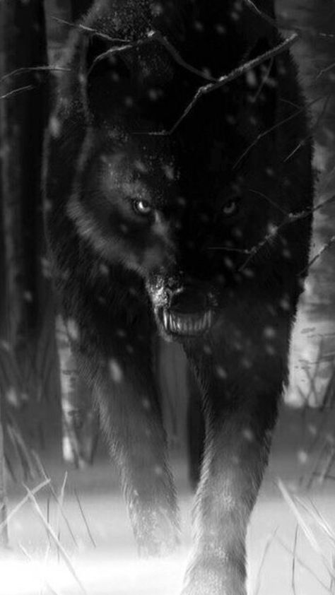 Black Wolf Photography, Black Wolf Tattoo, Lup Singuratic, Angry Wolf, Wolf 3d, Big Wolf, Wolf Images, Wolf Photography, Wolf Artwork