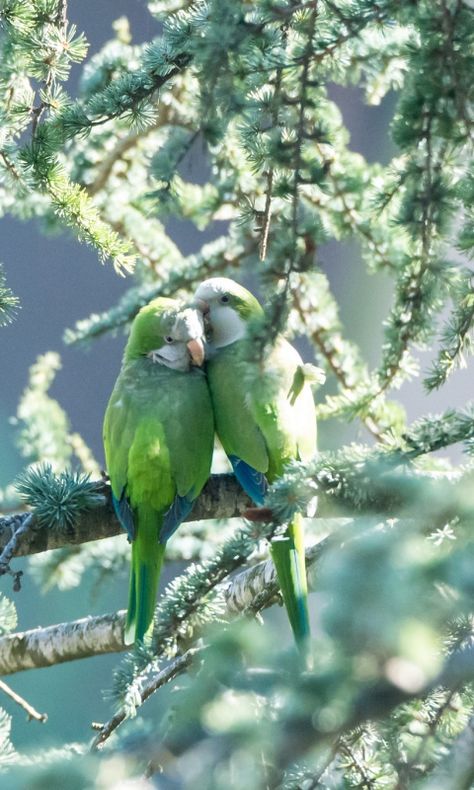 All Birds, Exotic Birds, Pretty Birds, Jolie Photo, Colorful Birds, Cute Birds, Love Birds, Beautiful Creatures, Beautiful Birds