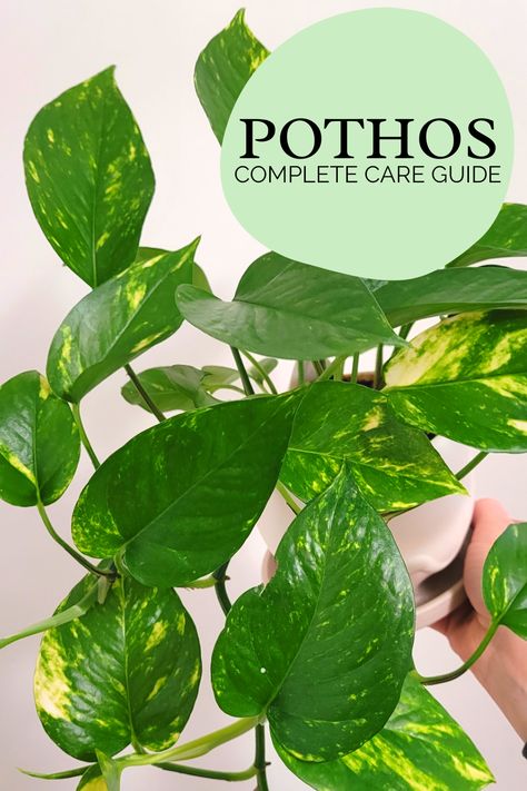 How To Make Pothos Fuller, Pathos Plant, Pothos Plant Care, Pothos Vine, Epipremnum Aureum, Plant Tips, Golden Pothos, Flower Garden Design, Pothos Plant