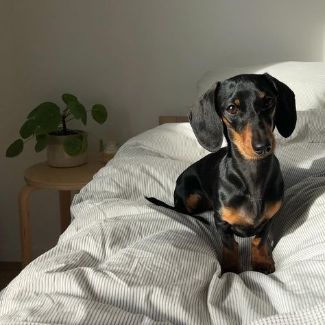 Dachshund Aesthetic, Puppies Dachshund, Puppy List, Miniature Dachshund Puppies, Puppy Dachshund, Doxie Mom, Doxie Puppies, Black And Tan Dachshund, Black Dachshund