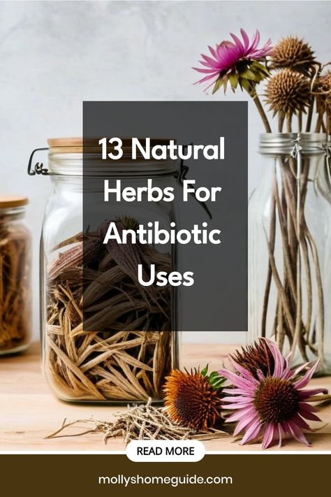 Explore the power of herbal medicine with these gentle yet effective natural antibiotics. Discover herbs that heal and plants with antibiotic properties which can be grown in your own kitchen. With magical herbs and healing spices, you can create herbal medicine recipes to fight off infections naturally. Say goodbye to synthetic antibiotics and embrace the best natural alternatives available to everyone. Incorporate these natural infection fighters into your daily routine for a healthier lifesty Herbs For Infection, Diy Natural Antibiotic, Holistic Antibiotics, Herbs Medicinal Healing, Healing Herbs Medicine Natural Remedies, Diy Antibiotics How To Make, Natural Antibiotic Recipe, Herbalist Remedies, Antibiotics Natural