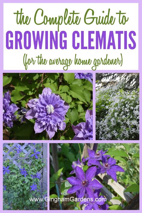 Clematis Plant, Growing Clematis, Clematis Care, Clematis Varieties, Longfield Gardens, Autumn Clematis, Purple Clematis, Clematis Plants, Climbing Flowers