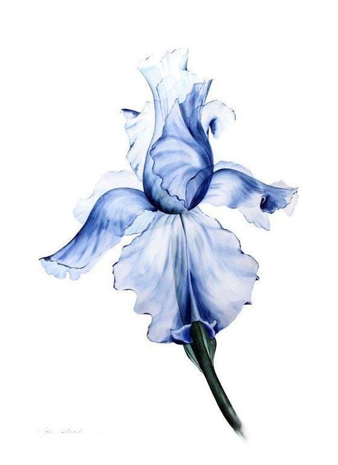 Blue Iris Flowers Aesthetic, Blue Iris Flowers Drawing, Blue Iris Tattoo, Pose Chibi, Xray Flower, Moms Tattoo, Blue Iris Flowers, Iris Watercolor, Iris Tattoo