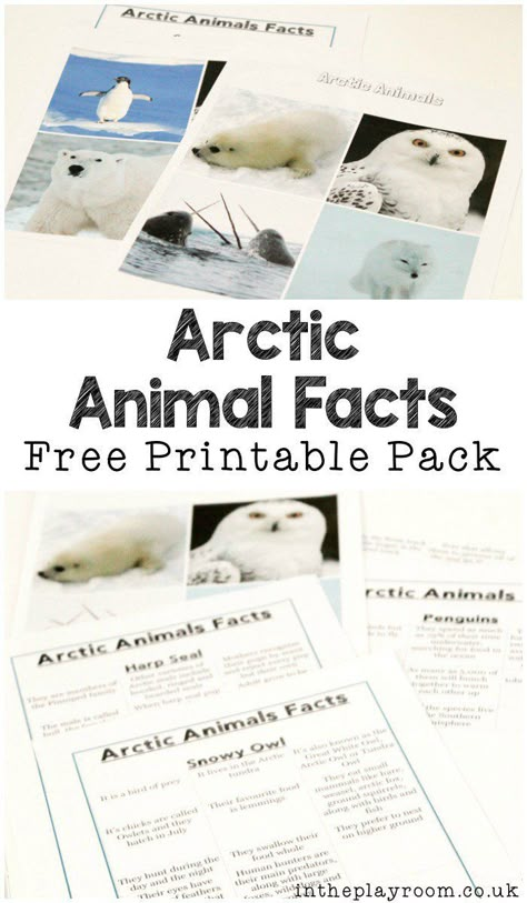 Polar Animals Preschool Activities, Polar Animals Preschool, Animals Preschool Activities, Arctic Animals Preschool, Arctic Habitat, Animal Facts For Kids, Husky Corgi, Animals Preschool, Winter Unit