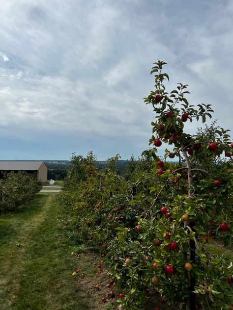 #apple #orchard #fall #aesthetic #gilmore #lightacademiaaesthetic #fall #autumn #cozy Fall Aesthetic Gilmore, Apple Orchard Fall, Aesthetic Instagram Pictures, At Night Aesthetic, Light Academia Aesthetic, Apple Orchard, Apple Picking, Fall Aesthetic, Autumn Cozy