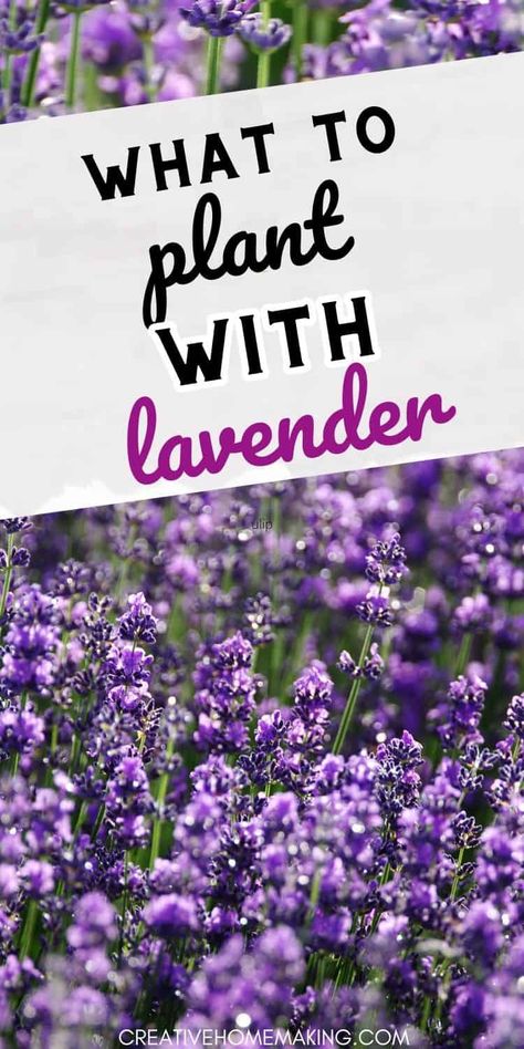 Trying to decide what to plant with lavender? Pair your lavender plants with the soothing greenery of mint, lemon balm, and chamomile to create a tranquil and aromatic oasis in your garden. Drainage Ideas, Grow Lavender, Lavender Bush, Lavender Plants, Lavender Benefits, Growing Lavender, Lavender Garden, Aloe Vera Plant, Lavender Plant