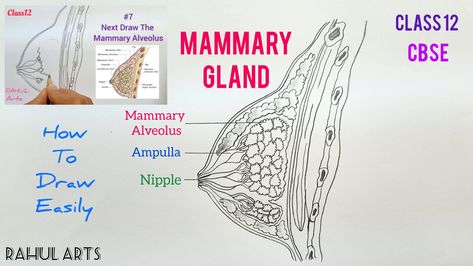 This video explains How to draw Diagram Of Mammary Gland ; class 12 science biology in easy steps and compact way. This video helps you to draw science diagrams with great ease and clarity. Diagram Of Mammary Gland | How To Draw Mammary Gland Diagram | Class 12 | Biology | mammary gland | breast | anatomy,how to draw mammary gland | Step By Step for beginners | how to draw mammary gland easily | class 12th diagram | Mammary Gland | A diagrammatic sectional view of Mammary Gland | Cross-section Mammary Gland Anatomy, Breast Anatomy, Biology Diagrams, Science Diagrams, Mammary Gland, Biology Notes, Class 12, Science Biology, Anatomy Drawing