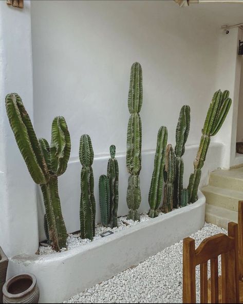 Cactus Balcony, Cactus Cafe, Cactus Garden Design, Café Interior, Greek Homes, Build Dream Home, Vietnam Saigon, Coffee Shop Concept, Garden Wall Designs