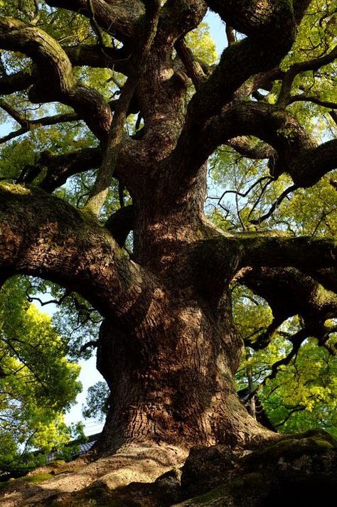 Ormanlık Alan, Weird Trees, Old Oak Tree, Old Tree, Old Trees, Ancient Tree, Unique Trees, Tree Trunks, Big Tree