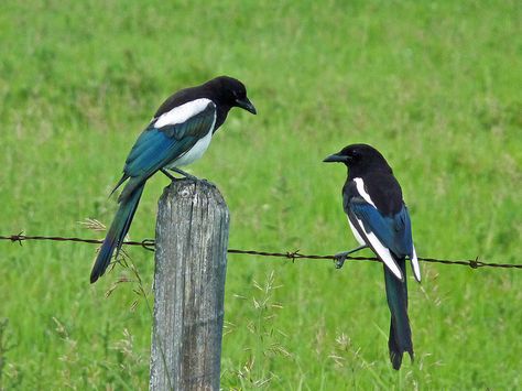 Magpie Tattoo, Magpie Art, Counting Crows, Bird Identification, Flood Damage, Flightless Bird, Jackdaw, Hail Storm, Family Of Five