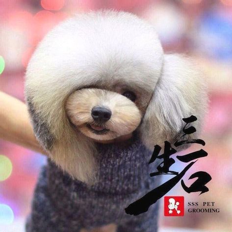 Poodle Asian Fusion, Asian Fusion Grooming, Dog Grooming Diy, Puppy Haircut, Grooming Ideas, Dog Grooming Styles, Poddle, Poodle Cuts, Creative Grooming