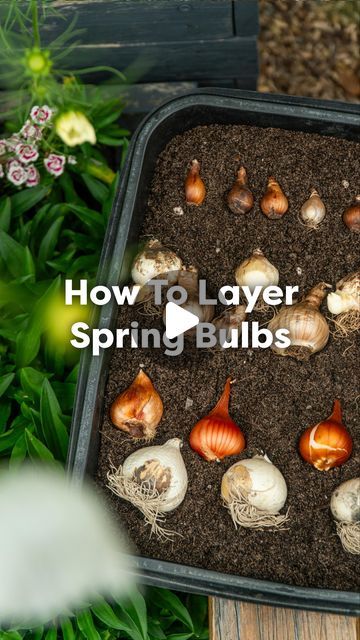 Storing Canna Bulbs Over Winter, What Bulbs To Plant In Fall, Planting Bulbs In Containers, Plant Bulbs In Containers, Flower Bulbs To Plant In Fall, Bulb Planting Guide, Planting Bulbs In Pots, Spring Bulbs Garden Ideas, Bulb Garden Ideas