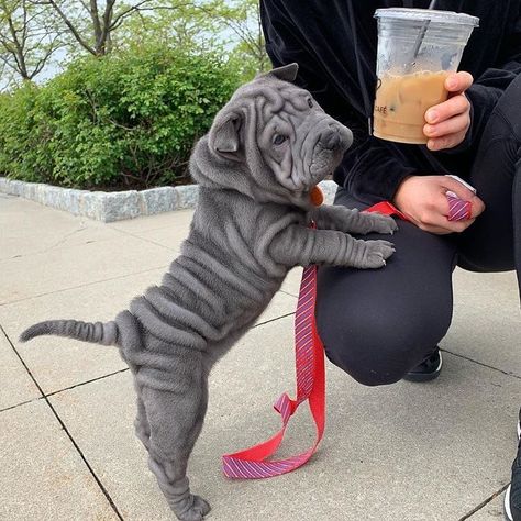 14 Adorable Facts About Shar-Peis | PetPress Sharpei Puppies, Dog Sharpei, Sharpei Dogs, Sharpei Dog, Wrinkly Dog, Shar Pei Dog, Chinese Shar Pei, Psy I Szczenięta, Shar Pei